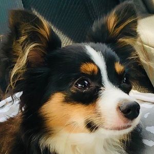 Meet your Posher, Millie